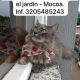 Gato extraviado en Mocoa